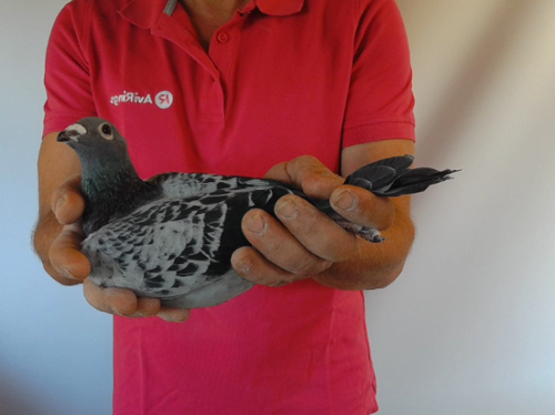 Pigeon image