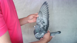 Pigeon image