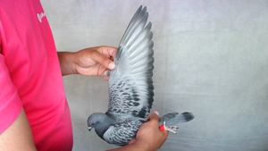 Pigeon image