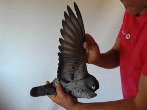 Pigeon image