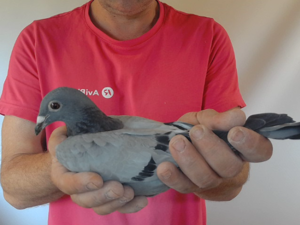 Pigeon image