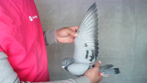 Pigeon image