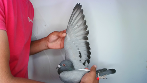Pigeon image