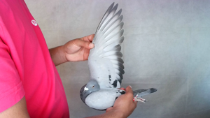 Pigeon image
