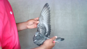 Pigeon image