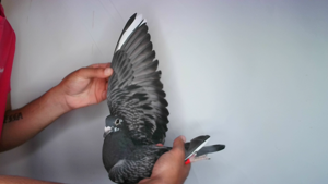 Pigeon image