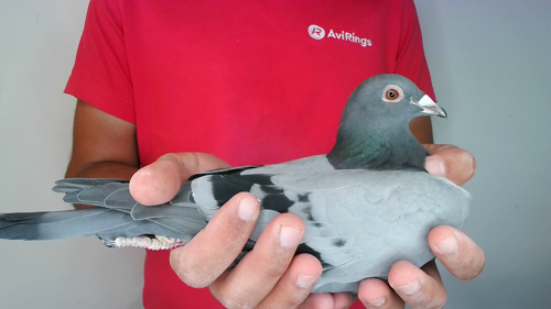 Pigeon image