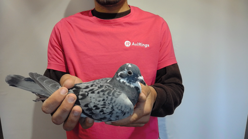 Pigeon image