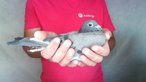 Pigeon image
