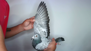 Pigeon image