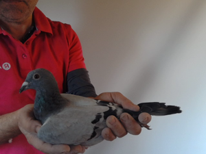 Pigeon image