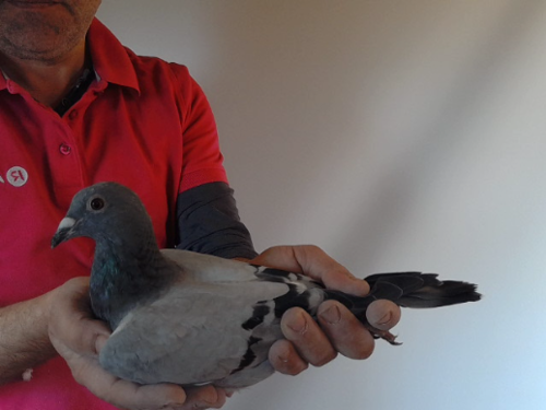 Pigeon image