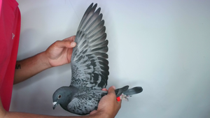 Pigeon image