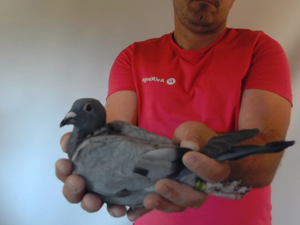 Pigeon image