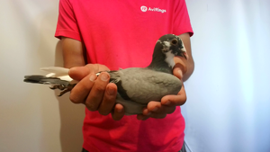 Pigeon image