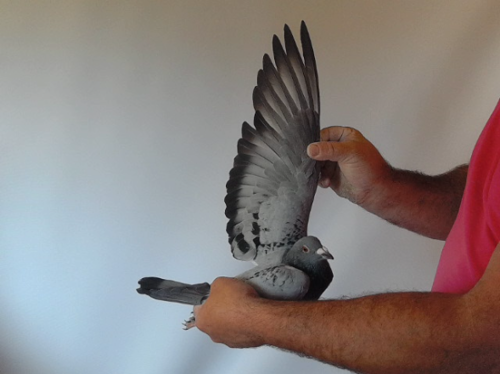 Pigeon image