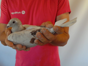 Pigeon image
