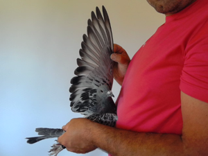 Pigeon image