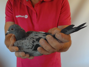 Pigeon image