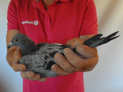 Pigeon image