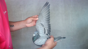 Pigeon image