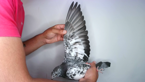 Pigeon image