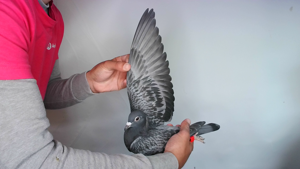Pigeon image