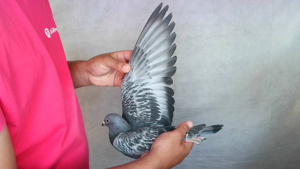 Pigeon image