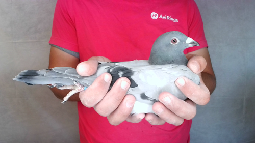 Pigeon image