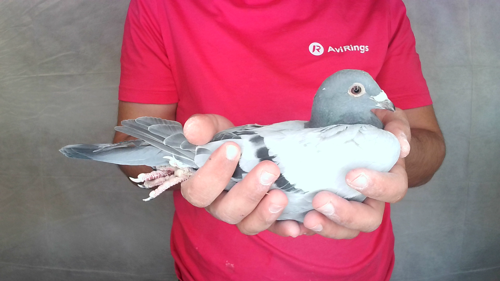 Pigeon image
