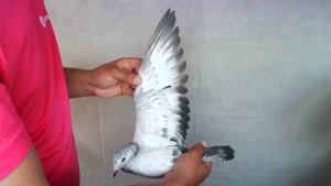 Pigeon image