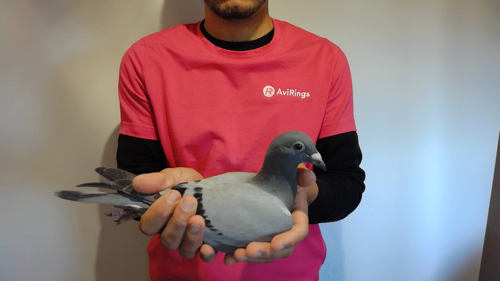 Pigeon image