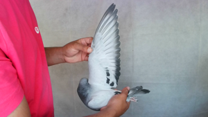 Pigeon image