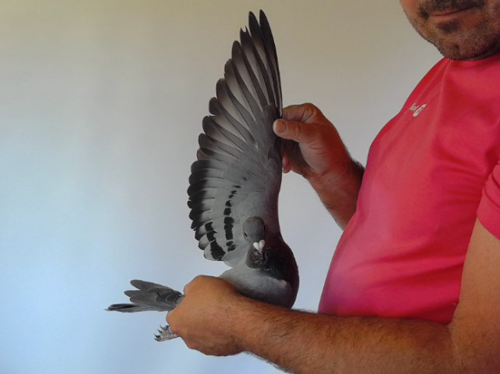 Pigeon image