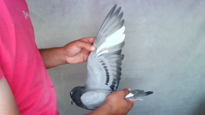 Pigeon image