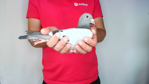 Pigeon image