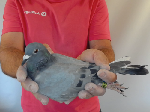 Pigeon image