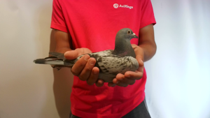 Pigeon image