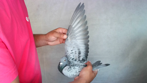 Pigeon image