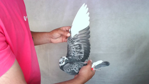 Pigeon image