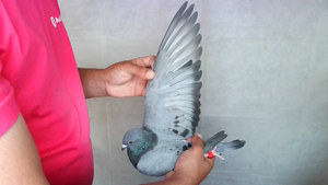 Pigeon image