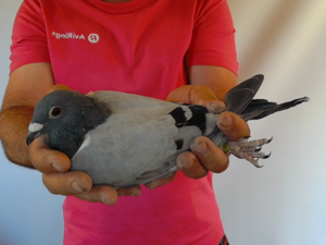 Pigeon image