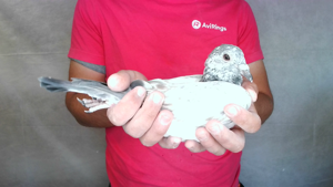 Pigeon image