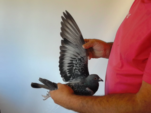 Pigeon image