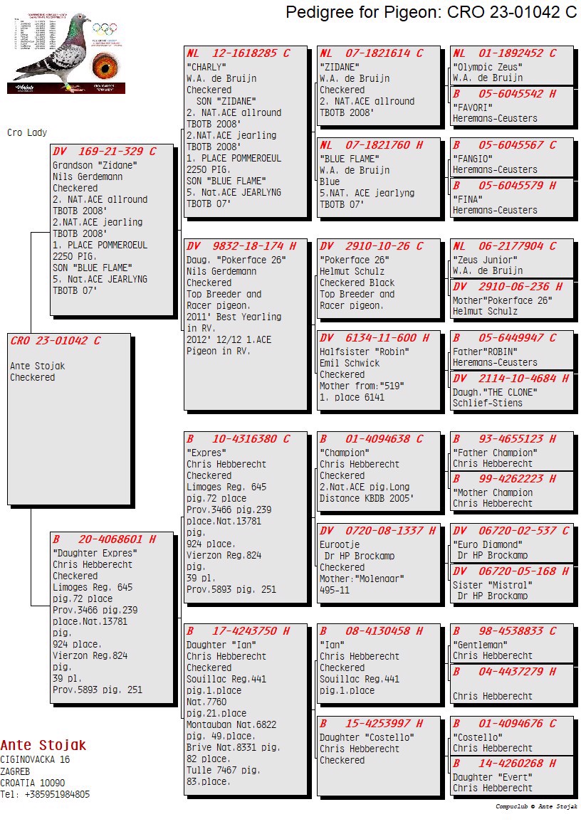 Pigeon pedigree image