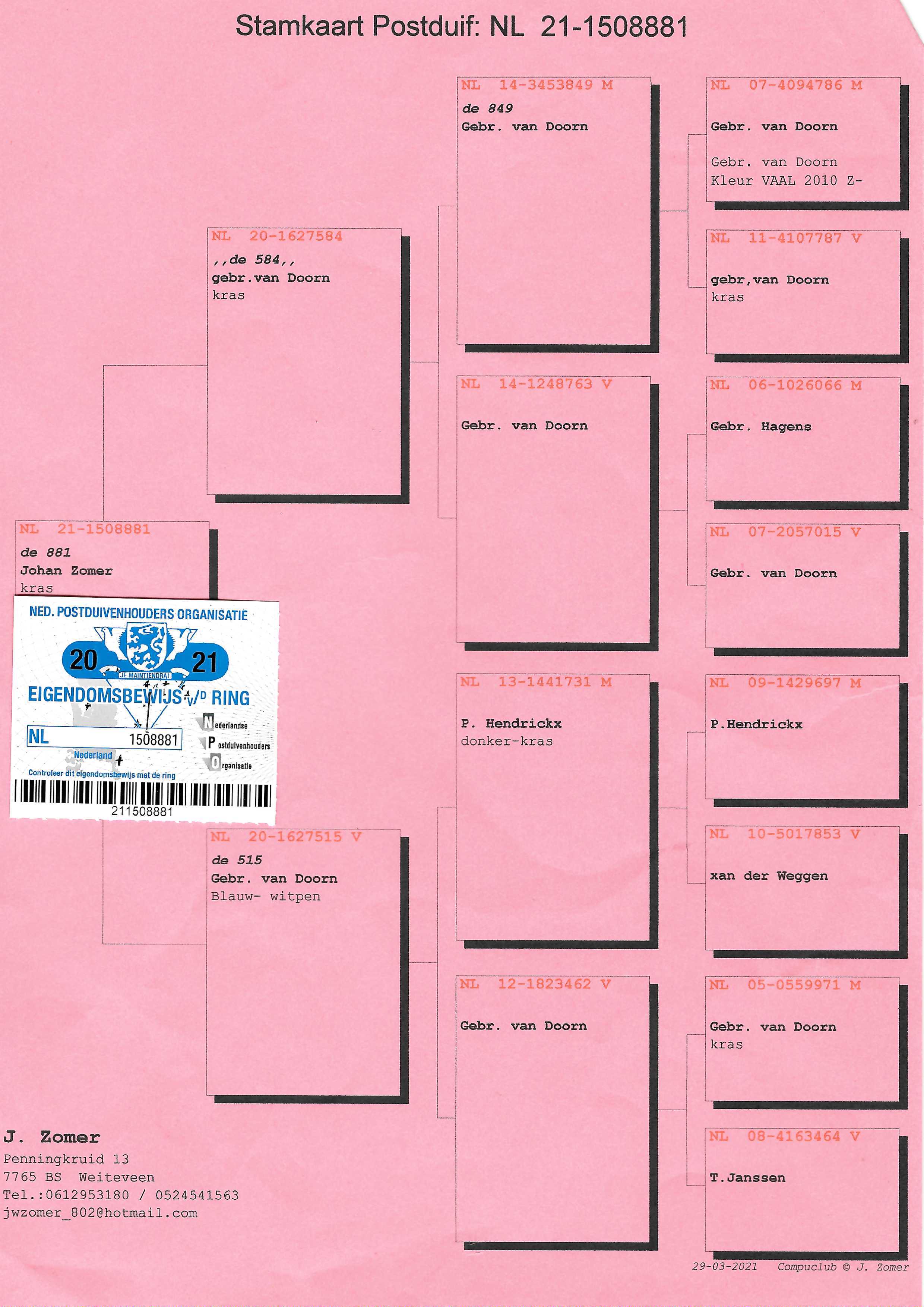 Pigeon pedigree image