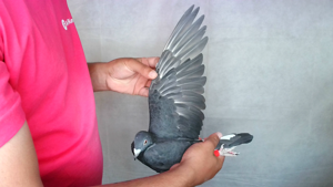 Pigeon image