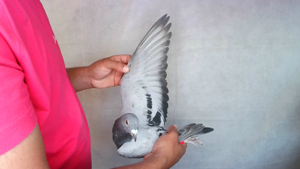 Pigeon image
