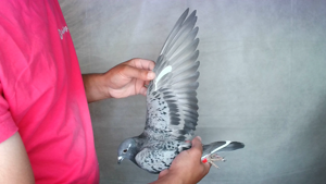 Pigeon image