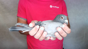 Pigeon image